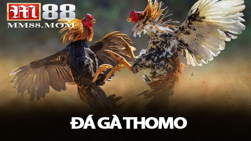 Đá Gà Thomo