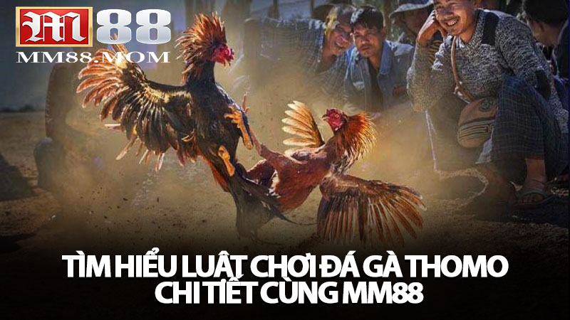 Tìm hiểu luật chơi đá gà Thomo chi tiết cùng MM88